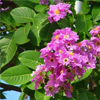 Banaba - DiaFlex Forte Componentes 